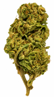 Mimosa Punch Flower - 28g