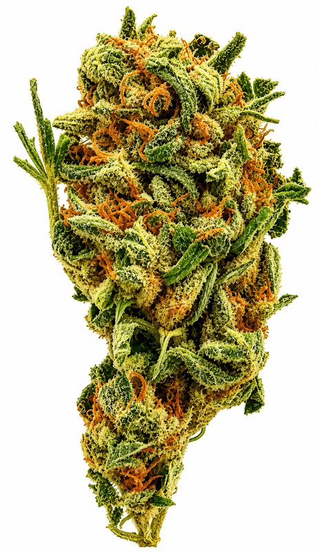 Captain Jay Flower - 28g
