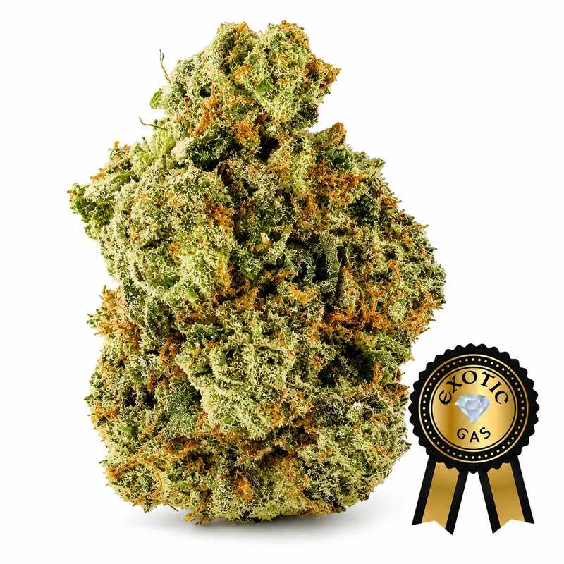 Justin Trudeau Kush Flower (Exotic) - 7g