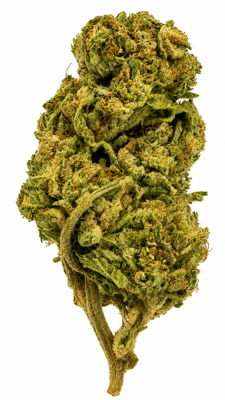 Mimosa Punch Flower - 28g