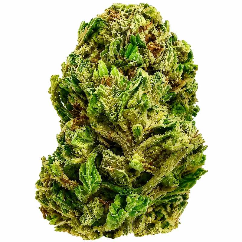 Purple Cough Flower - 28g