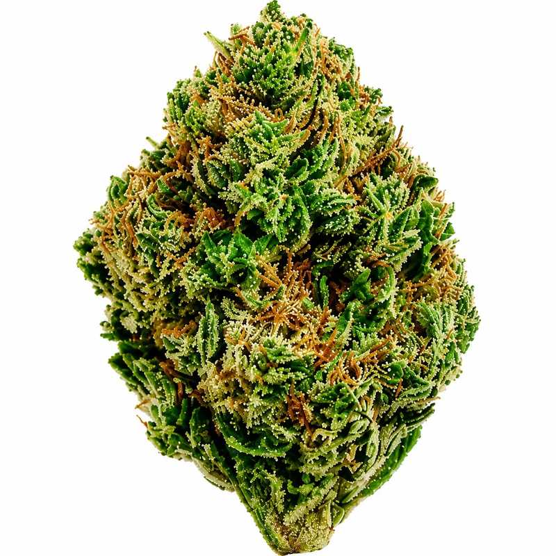William Wonder Flower - 28g